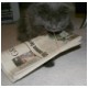 IMG_0425 Delivering newspaper.jpg